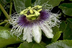 passiflora edulis thumbnail graphic